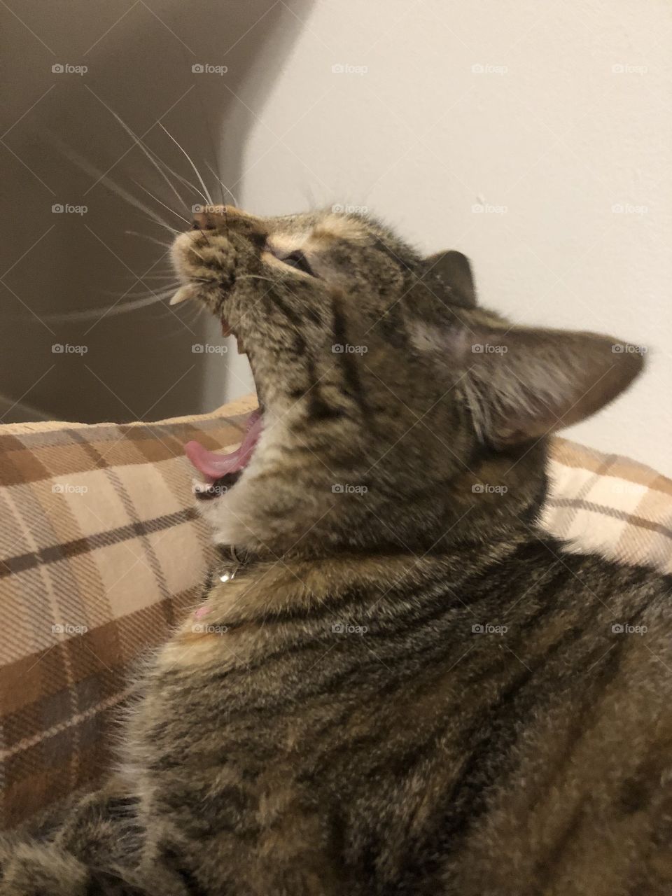 Yawning cat 