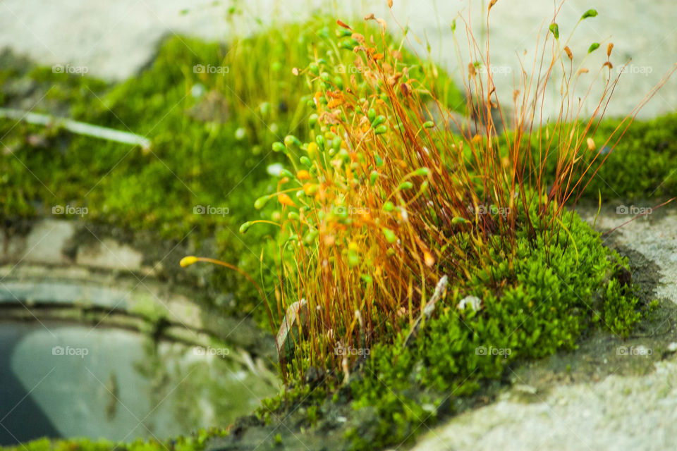 Plant close up