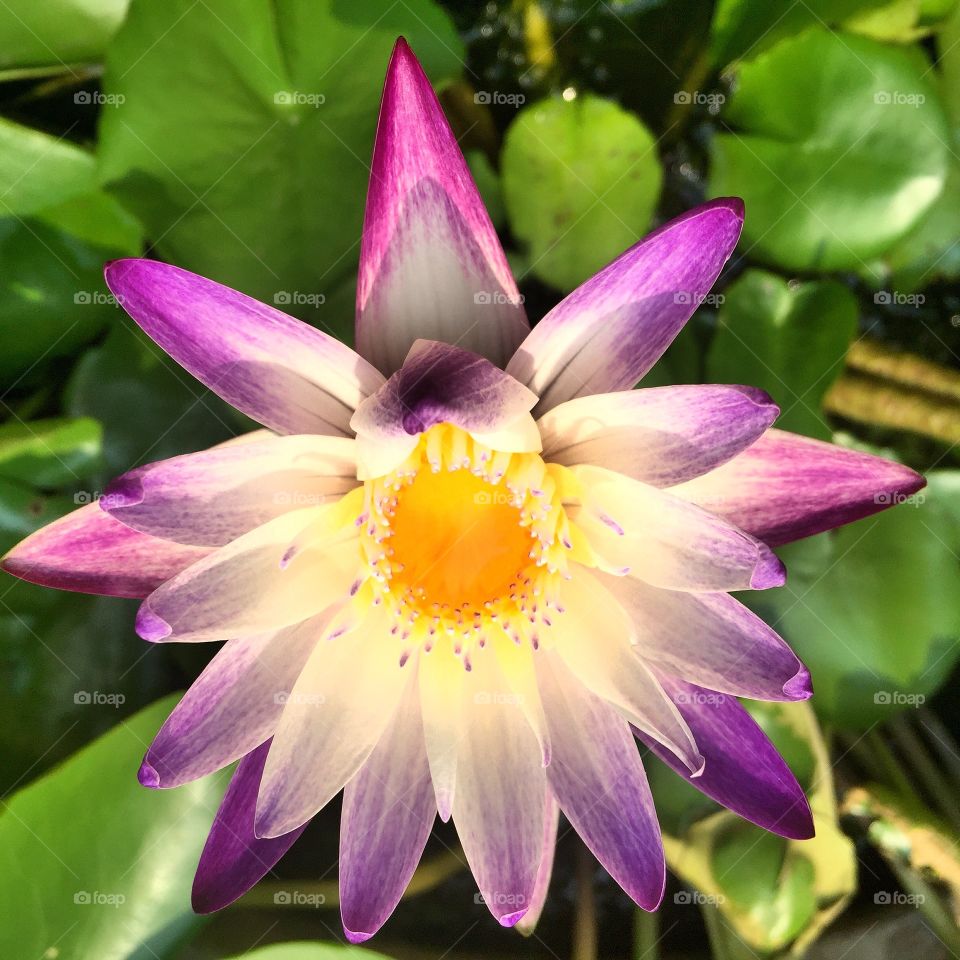 Lotus