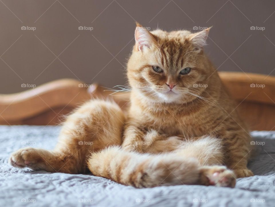 A beautiful red pedigreed cat sits in an interesting and funny pose with a thoughtful look to the side on an old wooden bed in the room, close-up side view.