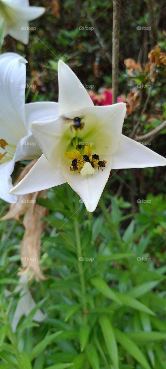 flor com abelhas tirando seu alimento
