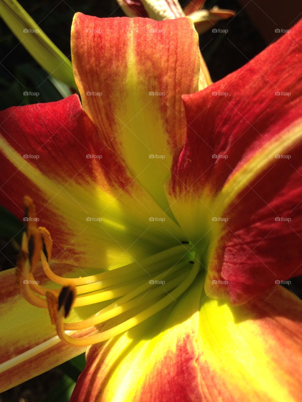 Close-up of day lily