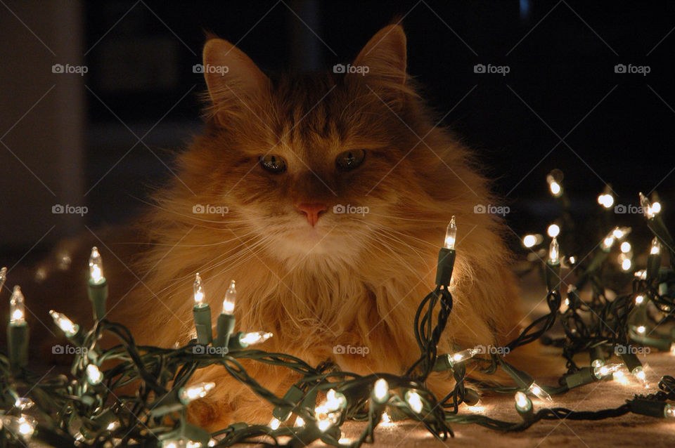 orange christmas cat lights by sixcrows