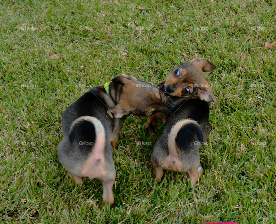 BABY ANIMALS: A baby animal can be a young cow to a dog or a baby chick! Most people consider a puppy a baby animal! Dogs are sometimes referred to as "man's best friend" because they are kept as domesticated pets and are usually loyal and like being around humans! 