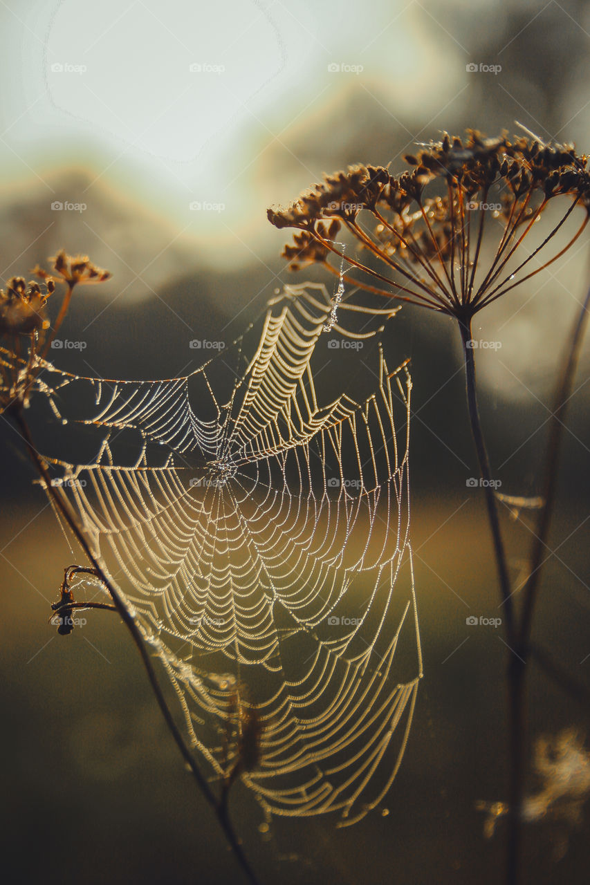 Spiderweb in misty morning 