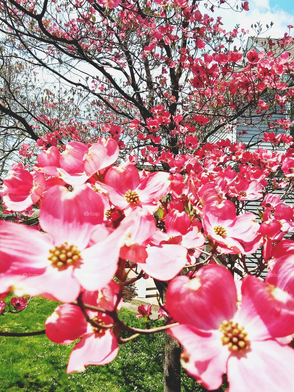 Blooming blossoms on tree in premium pink taken by Alicia Denise smith in ashland ohio