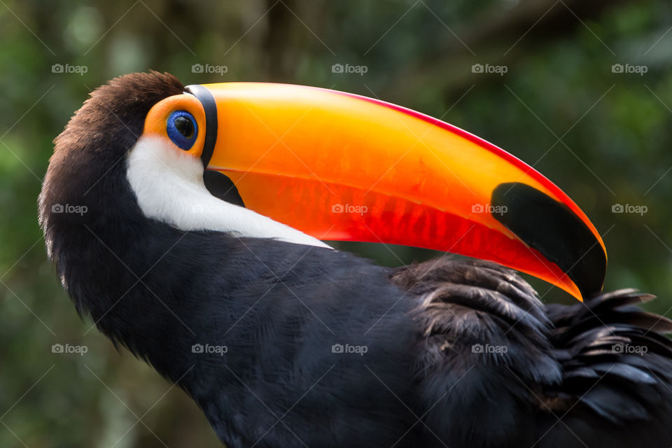 Toucan