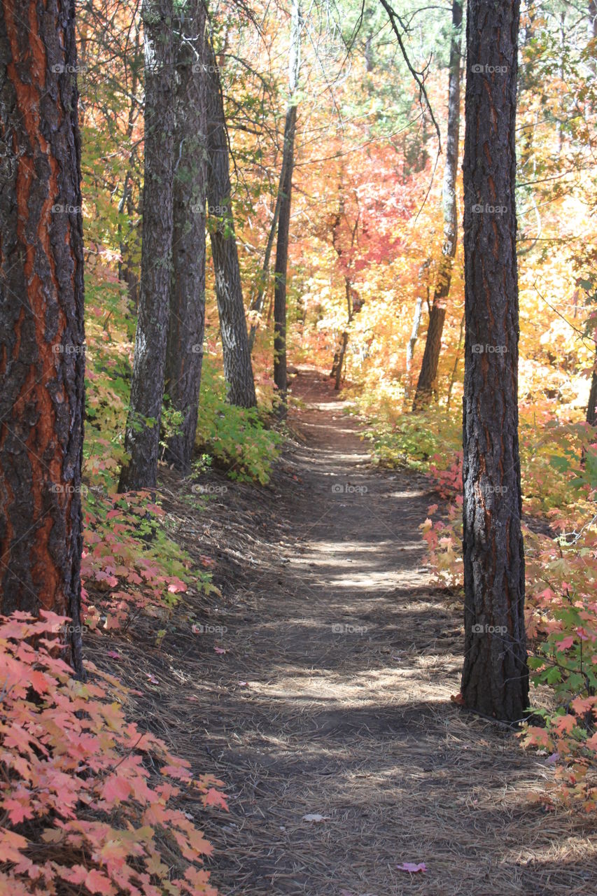 Autumn path