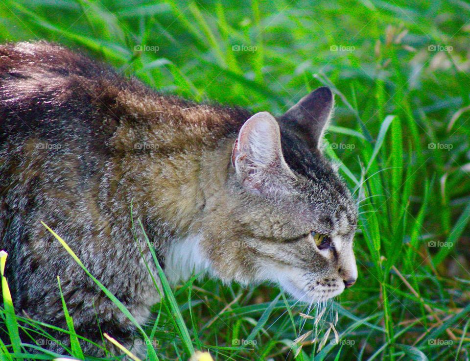 Summer Pets - grey tabby on the prowl