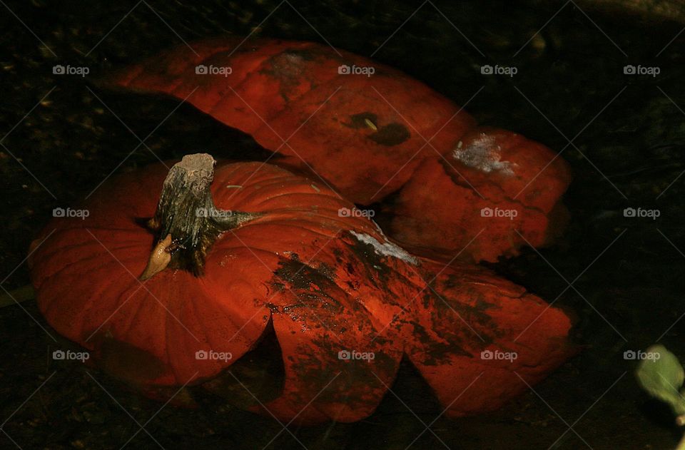Shattered Pumpkin in Dark Forest Stream