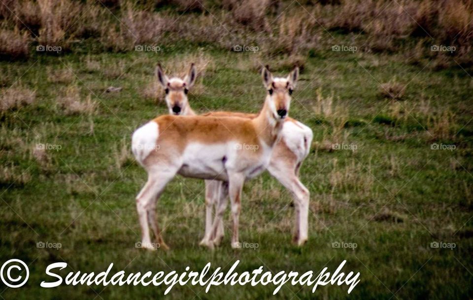 Young Pronghorns