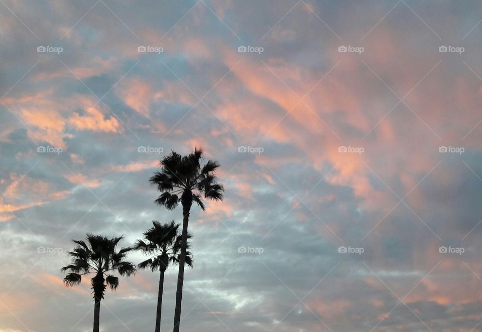 Three palms sunset