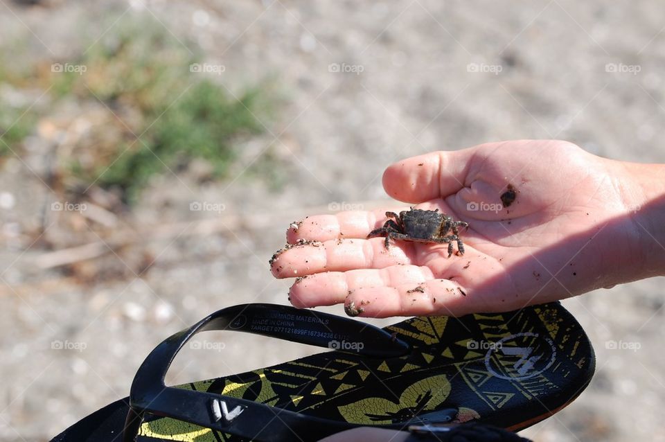 Mini crab