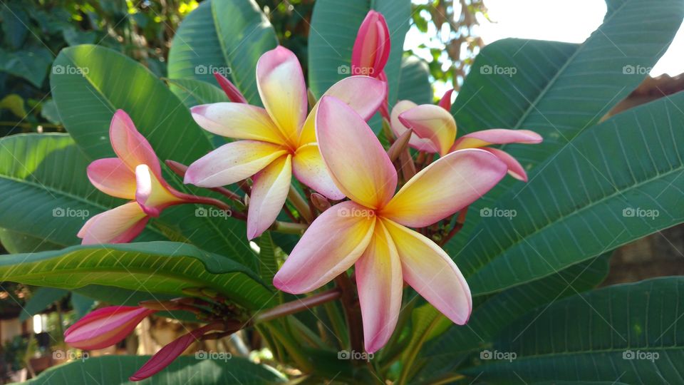 Imagem natural de planta com flores.