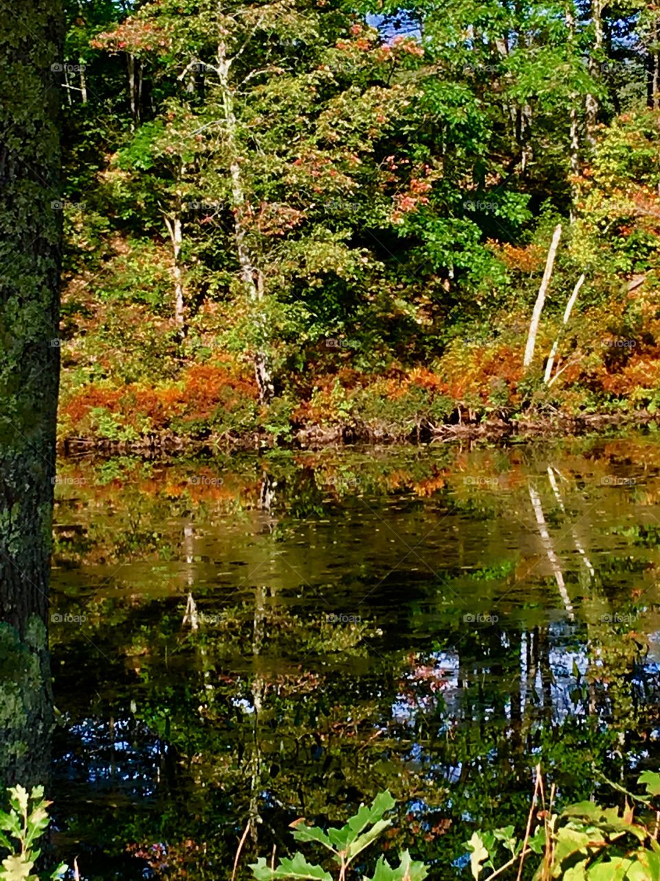 The beginnings of autumn 