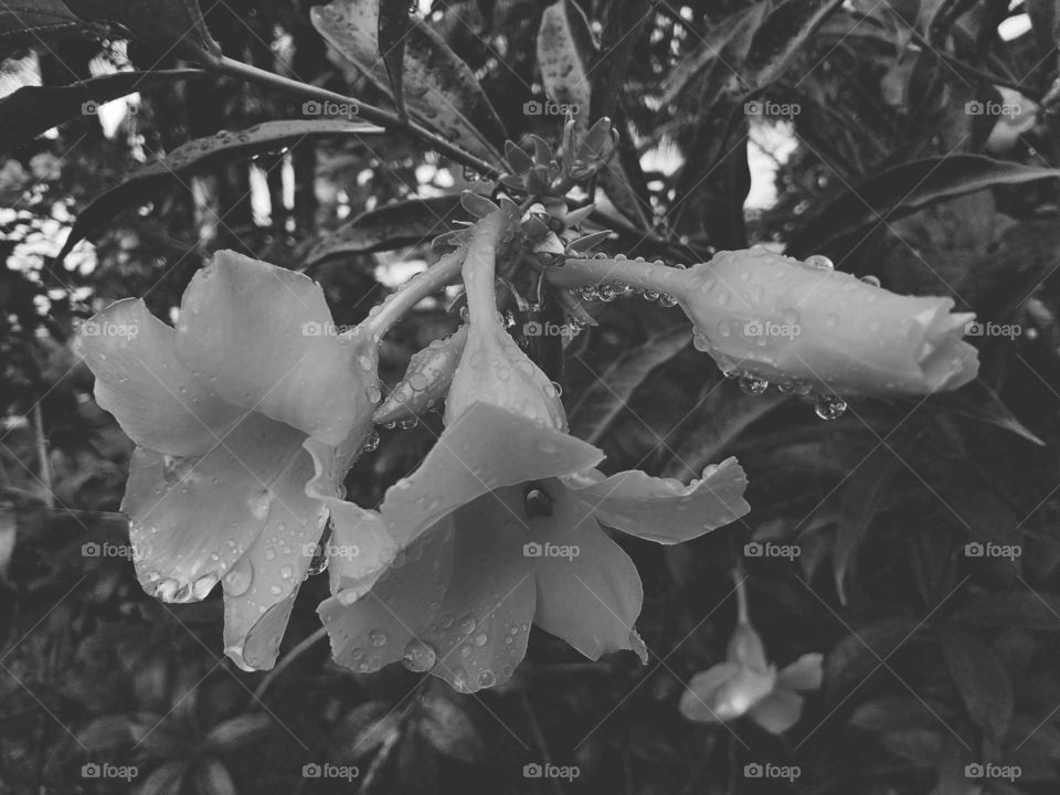 white flower in garden and water drops