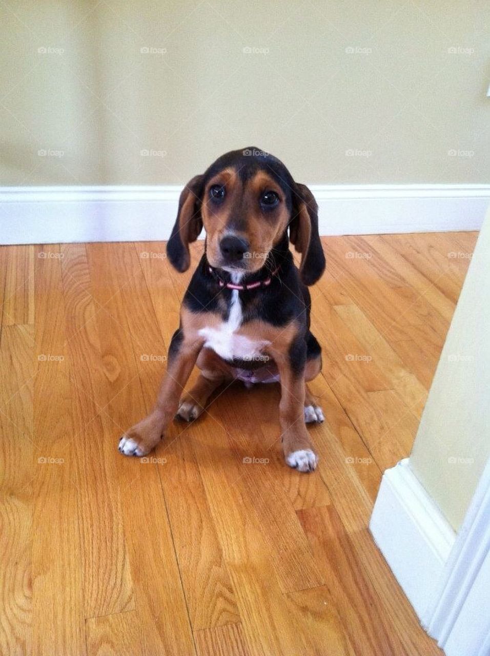 Coonhound Puppy