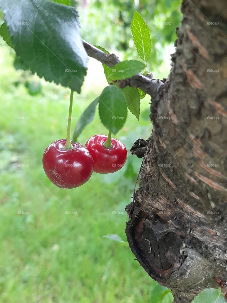 cherry tree with fruits