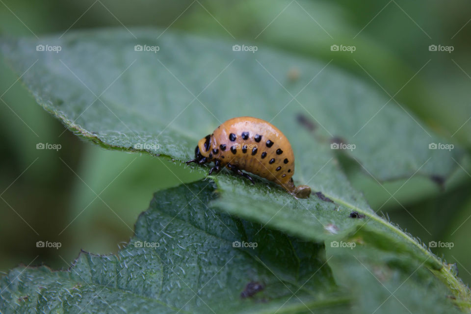 Insect, No Person, Nature, Invertebrate, Leaf