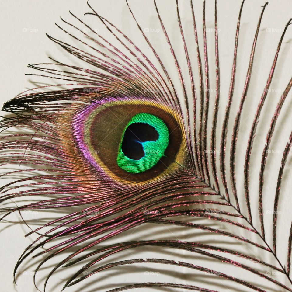 Peacock feather 

