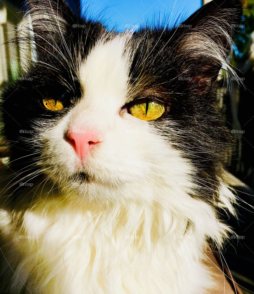 Tuxedo cat in autumn sun 3