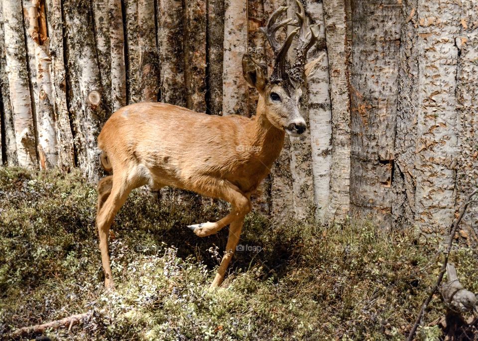 A stuffed deer on an museum