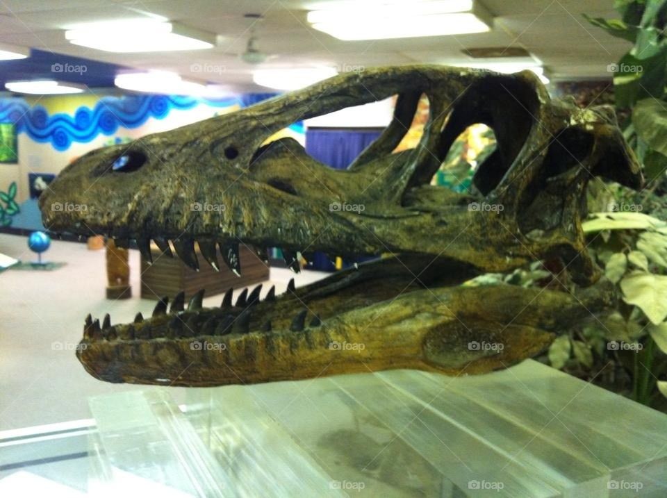 Dino skull