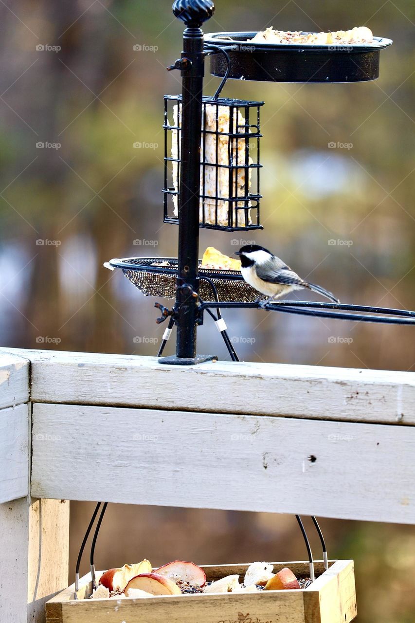 Black capped chickadee. Bird eating from a home bird feeder 