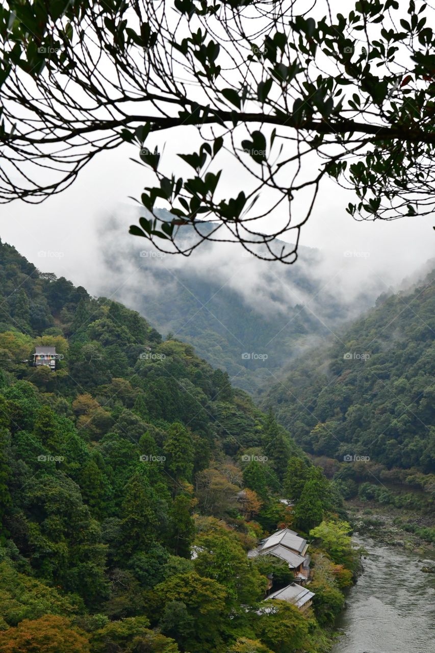 Foggy rainforest