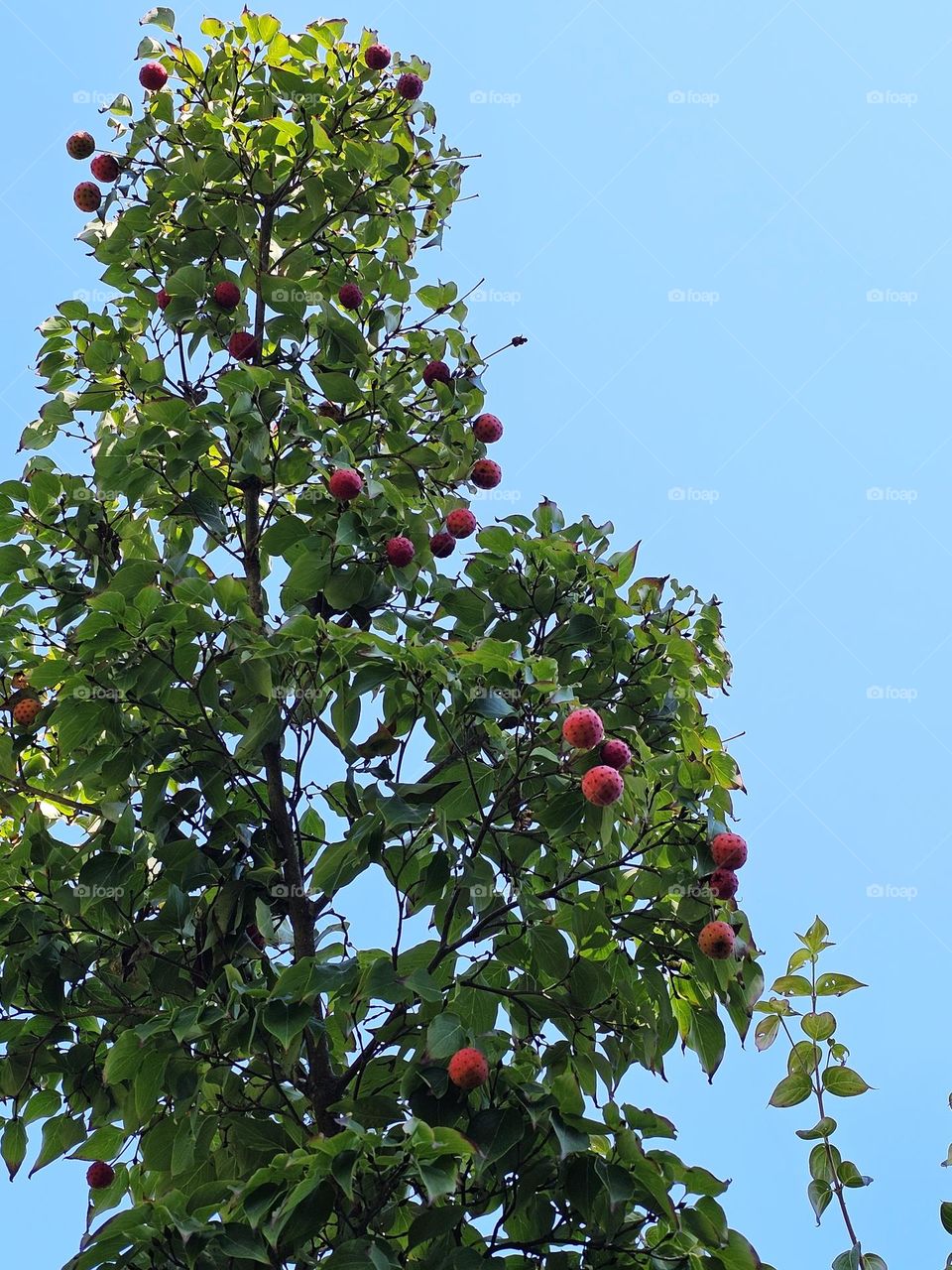 Red Dogwood Strawberry Tree