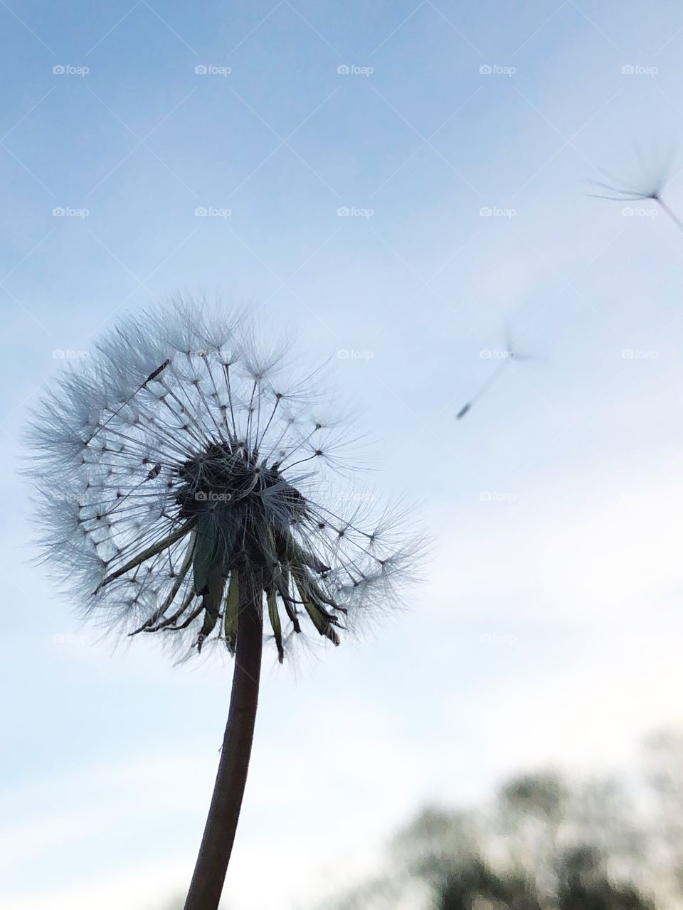 dandelion seeds blowing away in the wind 