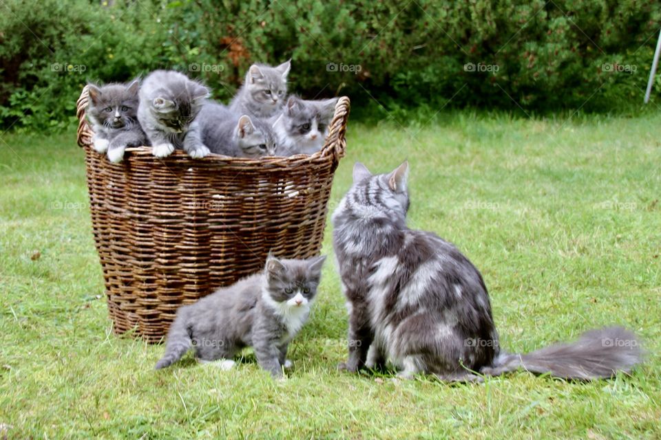 Mama cat and her cat puppies