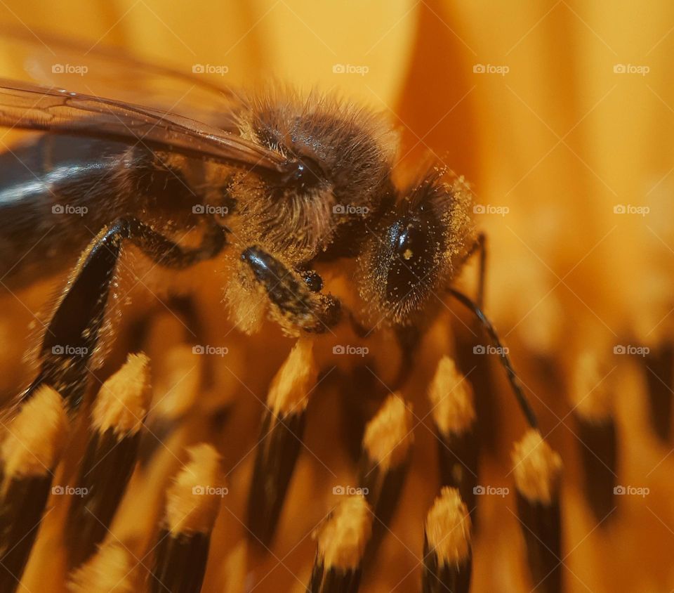 A bee on a sunflower