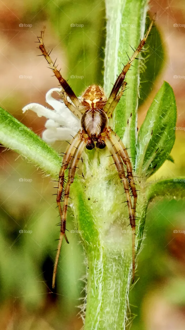 Spider