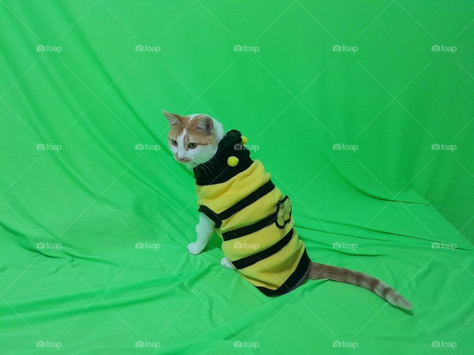 cure cat posing wearing bee clothes