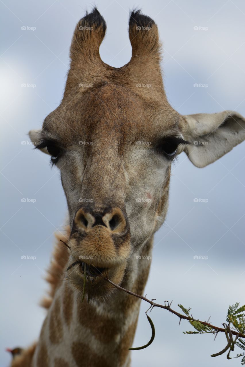 Mr giraffe, with long eyelashes, big bright eyes, a almost smiling face, big ears listing for danger 