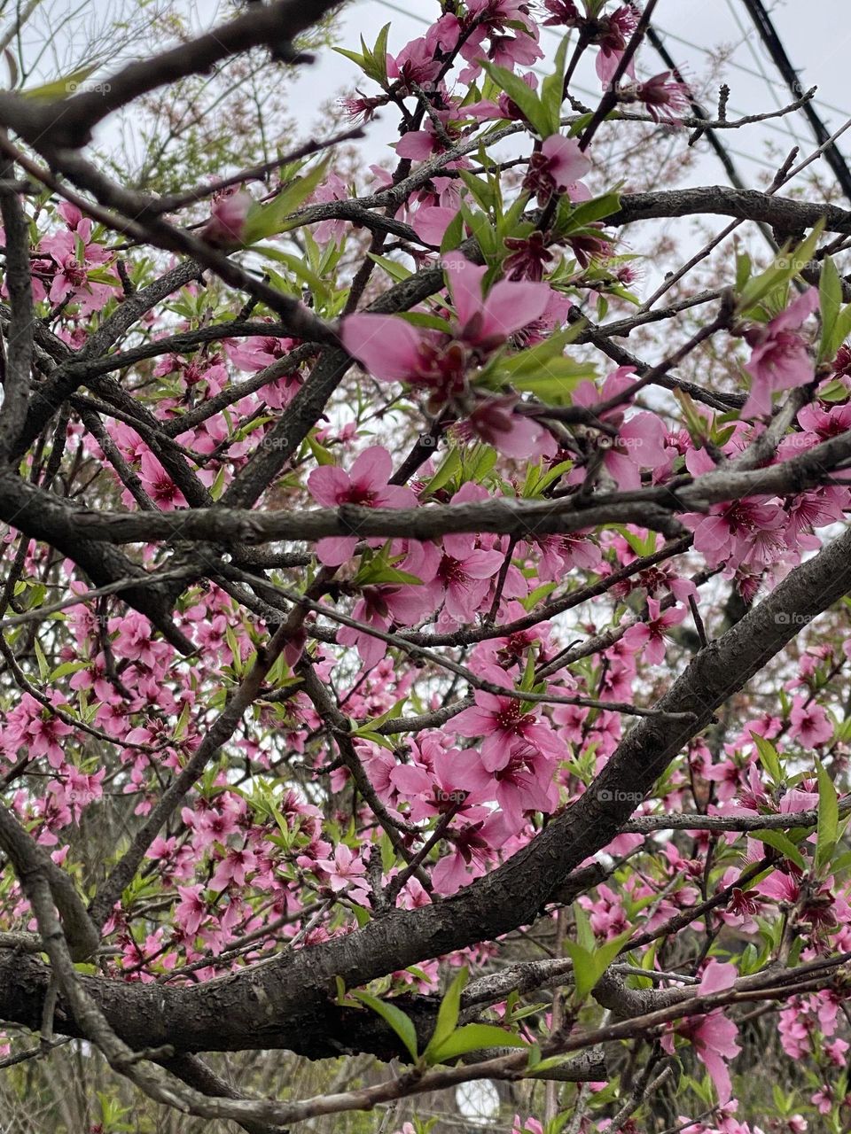 Cherry Blossoms