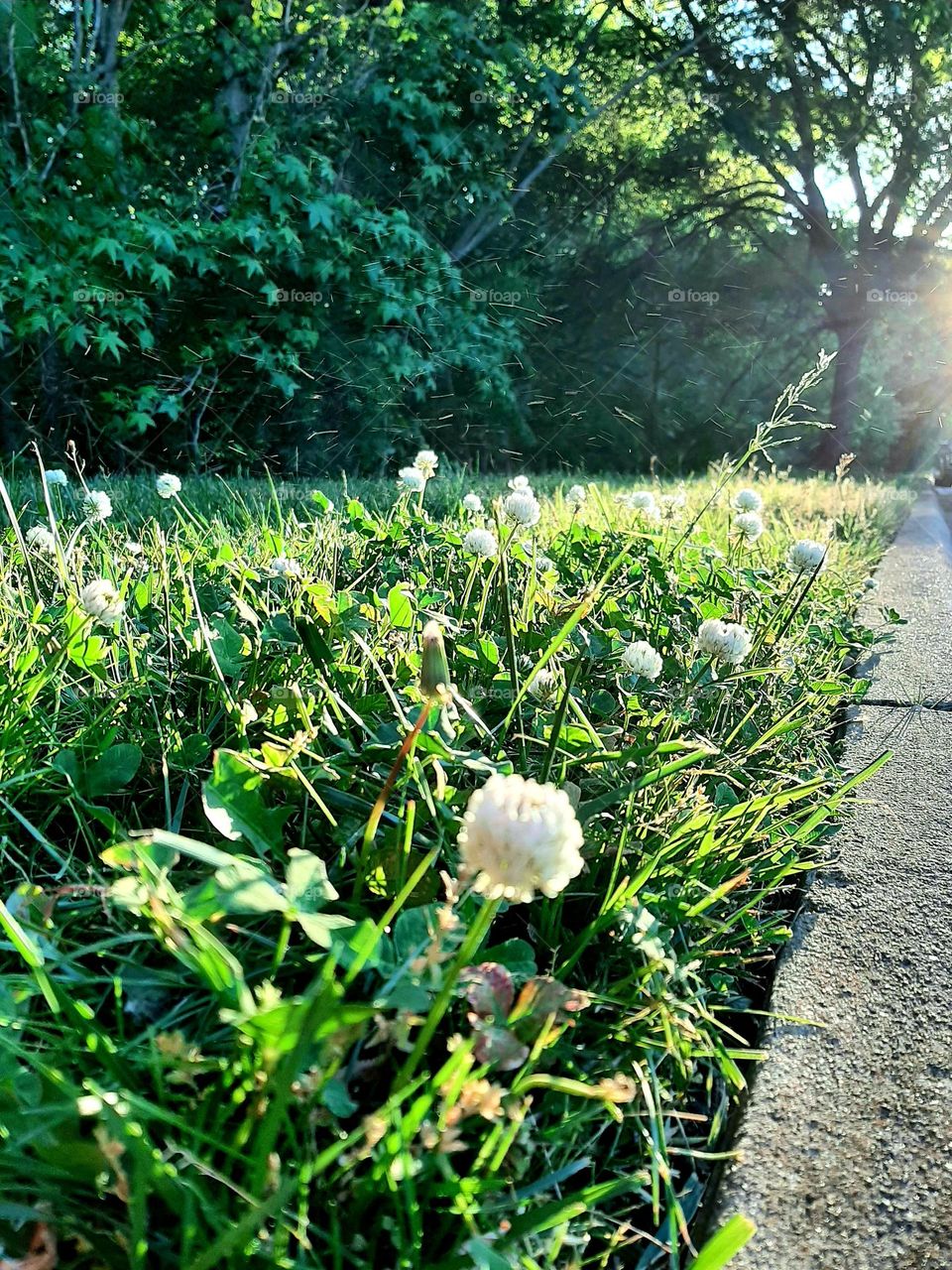 White clovers-groundcover. Sunset.