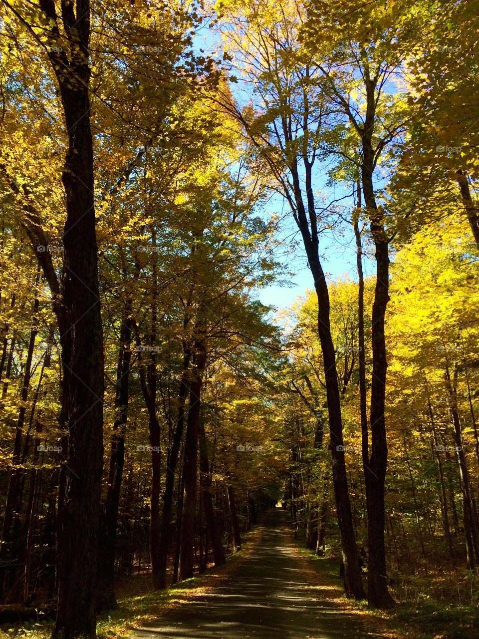 Autumn in the forest