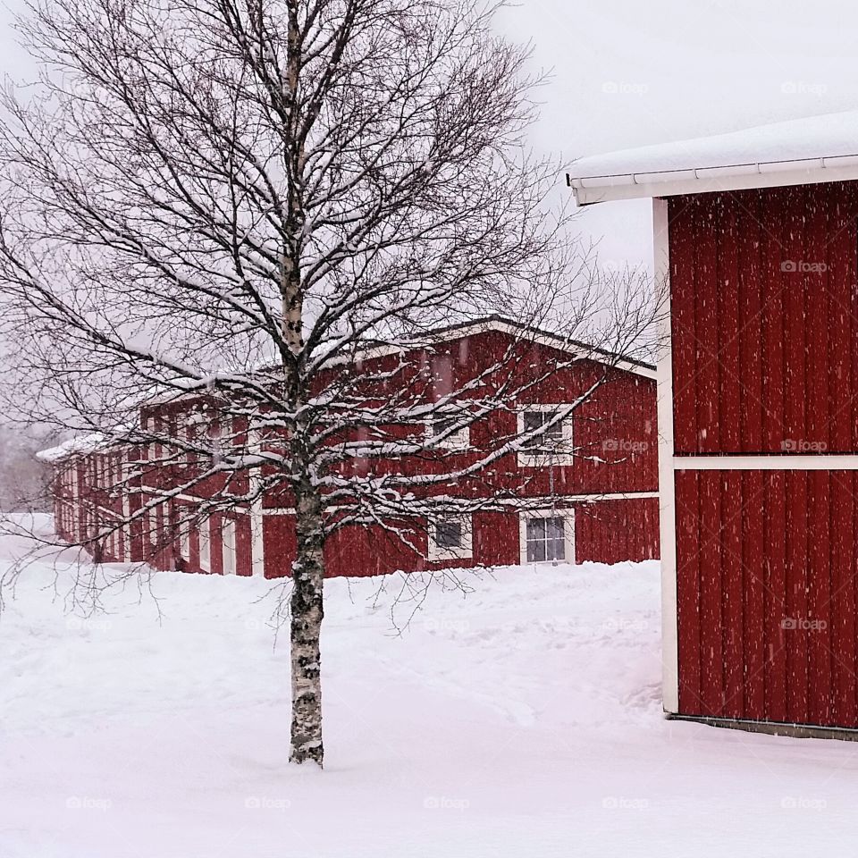 Snowing day!