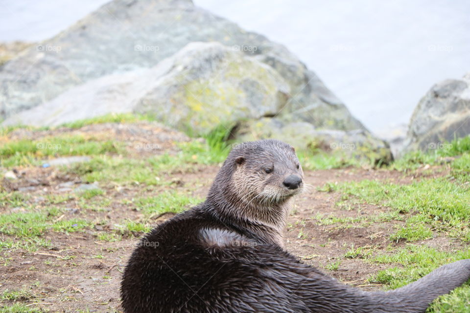 Otter making selfie