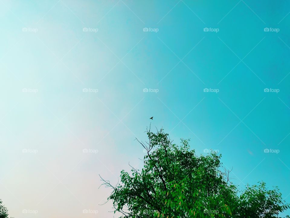 Colourful plain blue sky with green tree and flying bird.