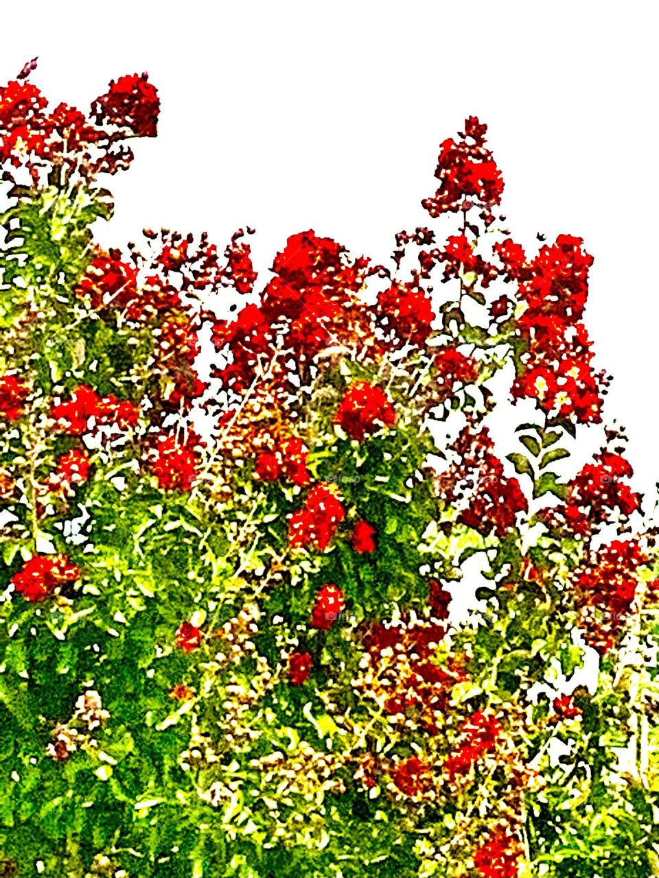 Portrait painting red Myrtle 