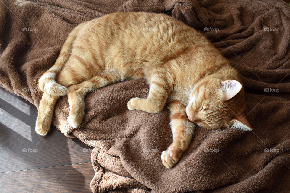 Ginger cat sleeping on a soft brown blanket.