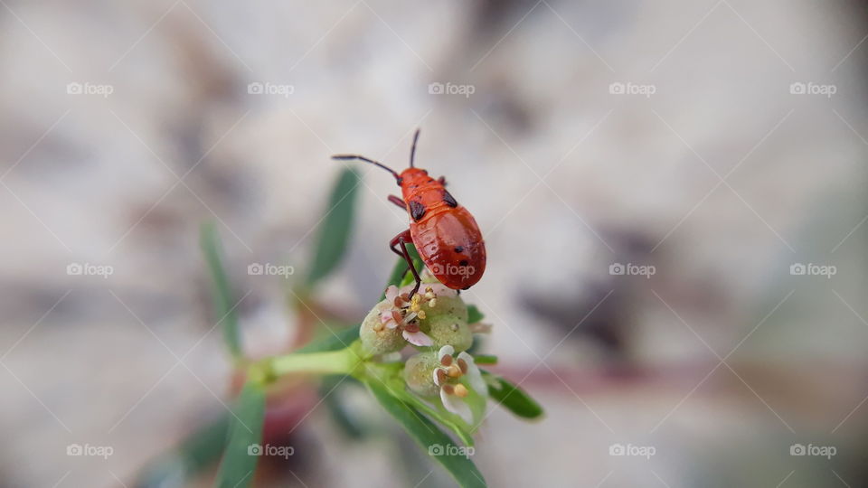 Large Milkweed Bug Class Insecta Insects Order Hemiptera True Bugs Cicadas Hoppers Aphids and Allies Suborder Heteroptera True Bugs Family Lygaeidae Seed Bugs Oncopeltus fasciatus
Date taken: 23 Sep 2019.