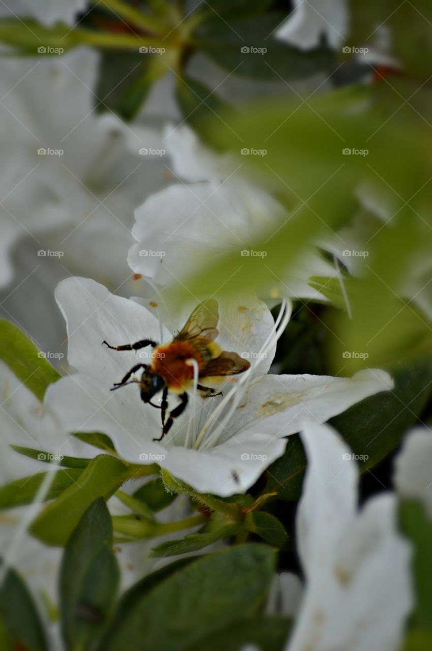Bee in my garden