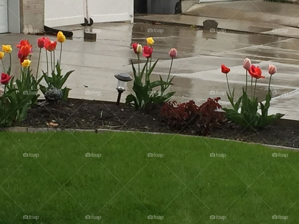 Rainbow tulips in Rain