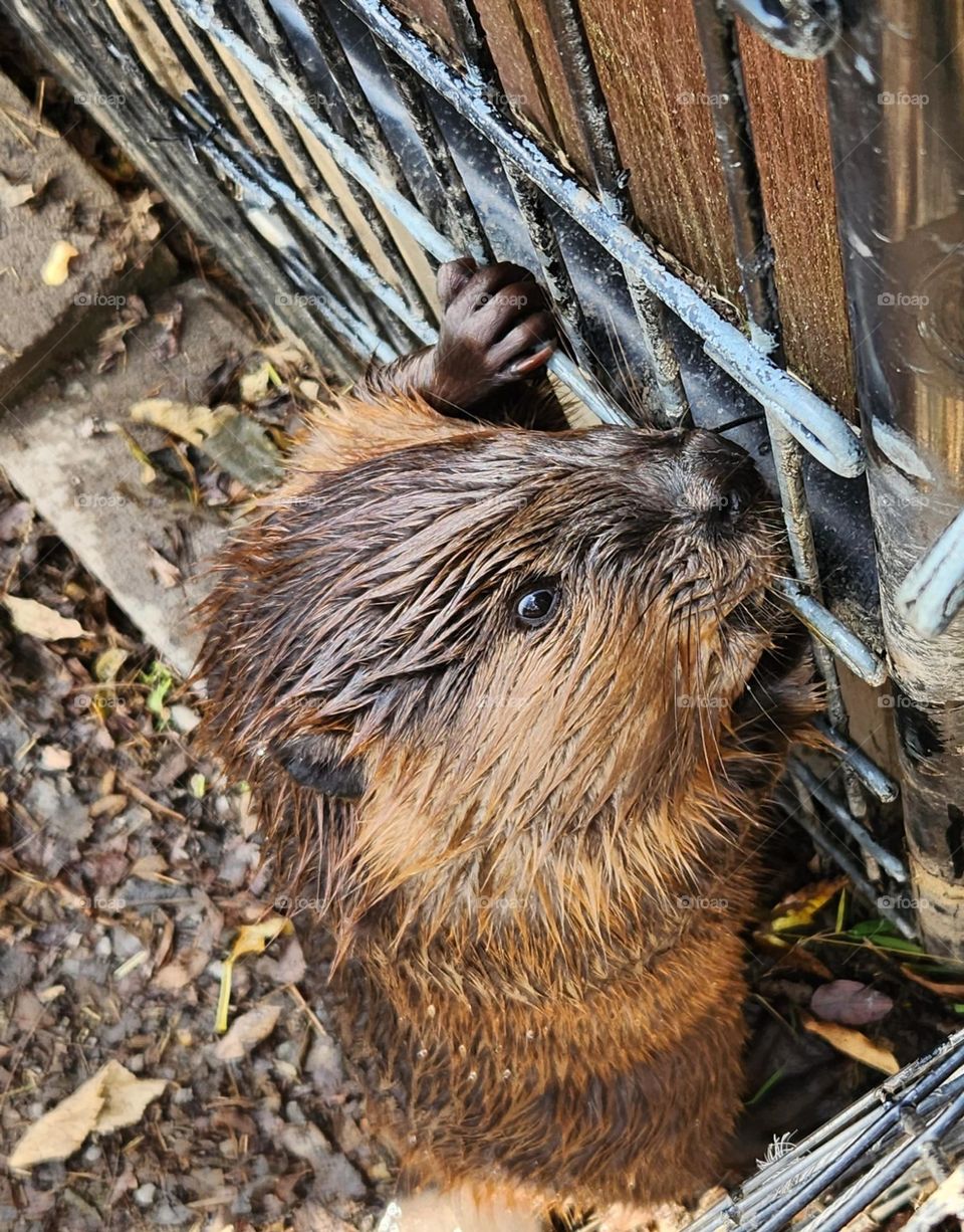 My Beaver Friend At The Zoo