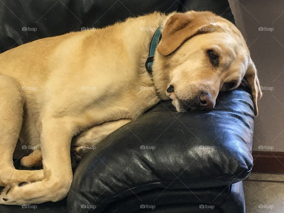 Sleepy pup.  Golden retriever laying on a leather couch just about ready to fall asleep. 