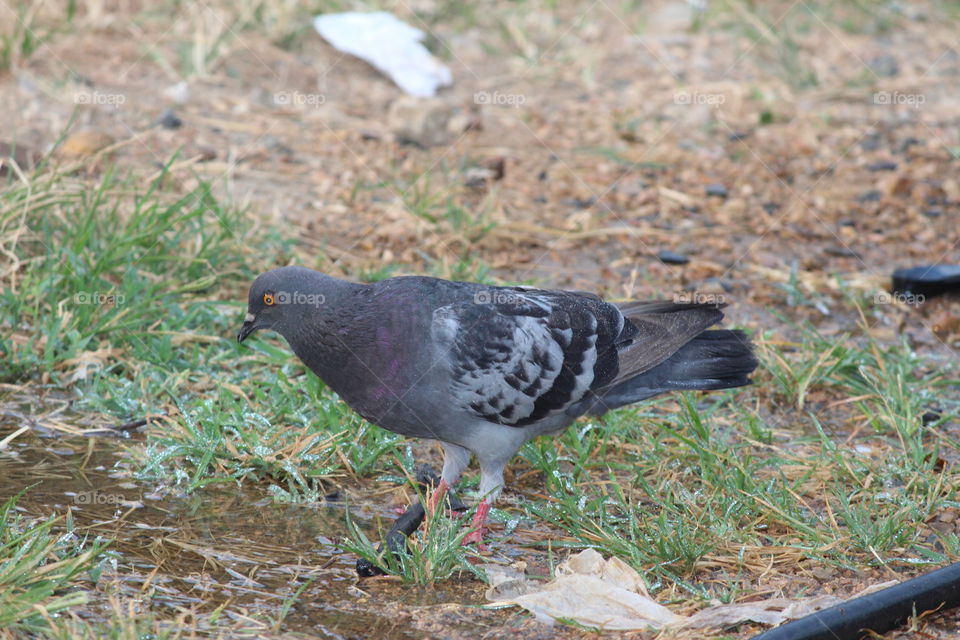 Ecuador pigeon